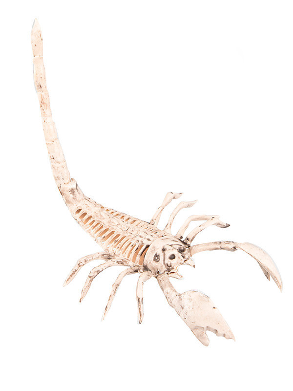 Esqueleto de escorpión decorativo